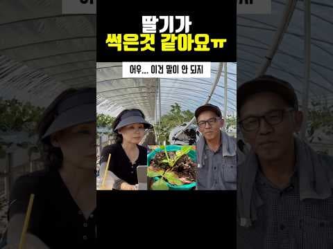 딸기 재배 방법과 관리 팁