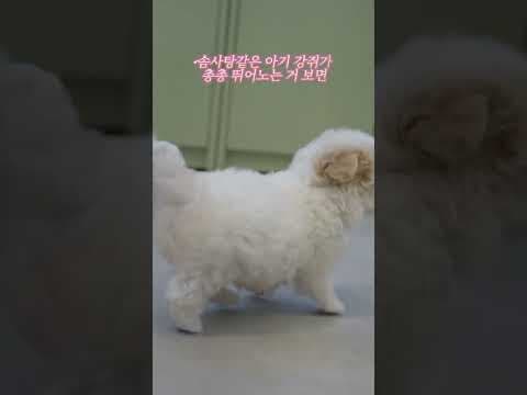 마마스미독 대구 강아지 분양, 건강한 반려견 입양 여기서 시작해요